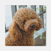 Fluffy Brown Poodle Puppy Dog Magneet (Voorkant)