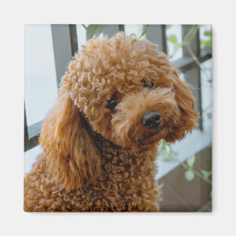 Fluffy Brown Poodle Puppy Dog Magneet