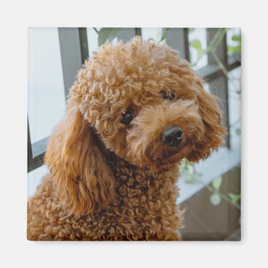 Fluffy Brown Poodle Puppy Dog Magneet (Voorkant)