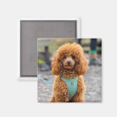 Fluffy Brown Poodle Puppy Dog Magneet (Voorkant / Achterkant)