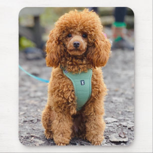 Fluffy Brown Poodle Puppy Dog Muismat