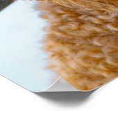 Fluffy Brown Poodle Puppy Dog Poster (Hoek)