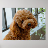 Fluffy Brown Poodle Puppy Dog Poster (Voorkant)