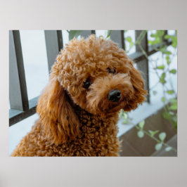 Fluffy Brown Poodle Puppy Dog Poster