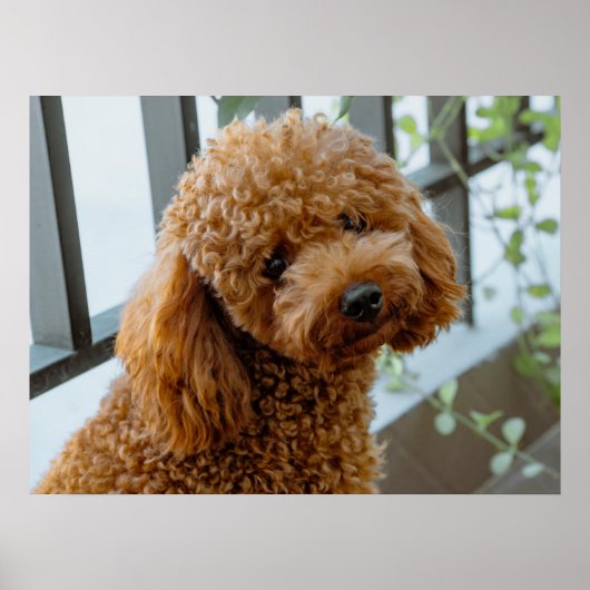 Fluffy Brown Poodle Puppy Dog Poster (Voorkant)
