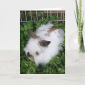 Fluffy Bunny-paaskaart Feestdagen Kaart (Voorkant)