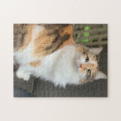 Fluffy Calico Kitty Cat Legpuzzel (Horizontaal)