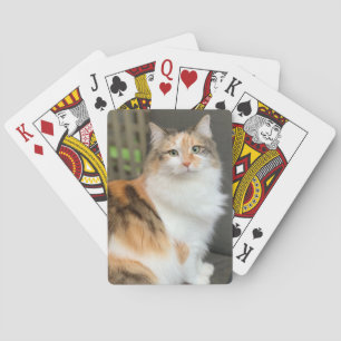 Fluffy Calico Kitty Cat Pokerkaarten
