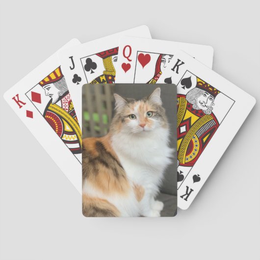Fluffy Calico Kitty Cat Pokerkaarten (Achterkant)
