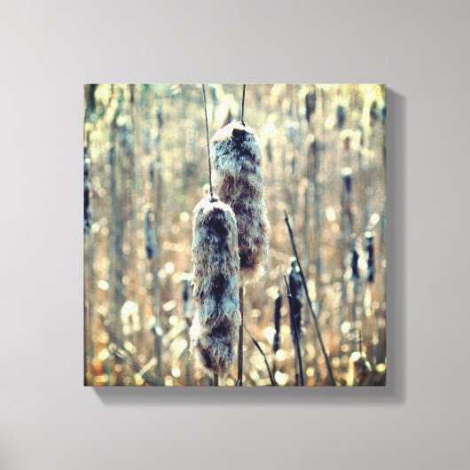 Fluffy Cattails in de Natuur van de lente Canvas Afdruk (Voorkant)