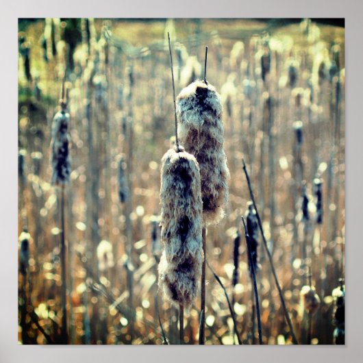 Fluffy Cattails in de Natuur van de lente Poster (Voorkant)