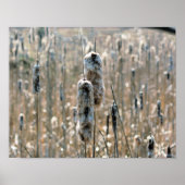 Fluffy Cattails in de Natuur van de lente Poster (Voorkant)