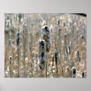 Fluffy Cattails in de Natuur van de lente Poster