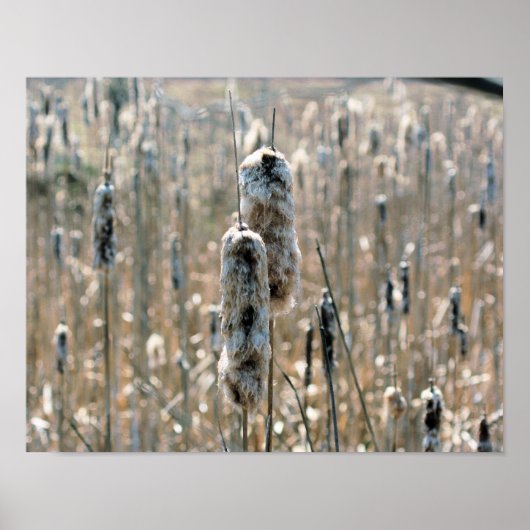 Fluffy Cattails in de Natuur van de lente Poster (Voorkant)