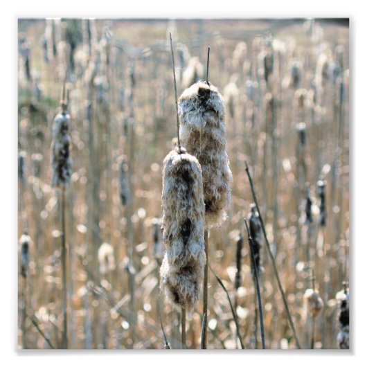 Fluffy Cattails in het voorjaar Natuur 8x8 Foto Afdruk (Voorkant)