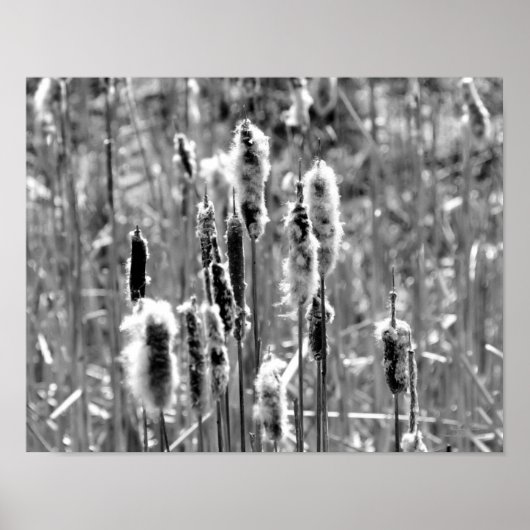 Fluffy Cattails zwart en wit Poster (Voorkant)