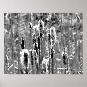 Fluffy Cattails zwart-wit afdrukken Poster
