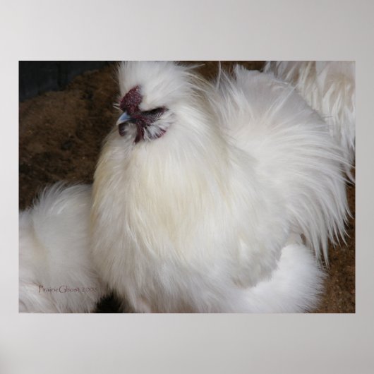 Fluffy Chicken 2 Poster (Voorkant)