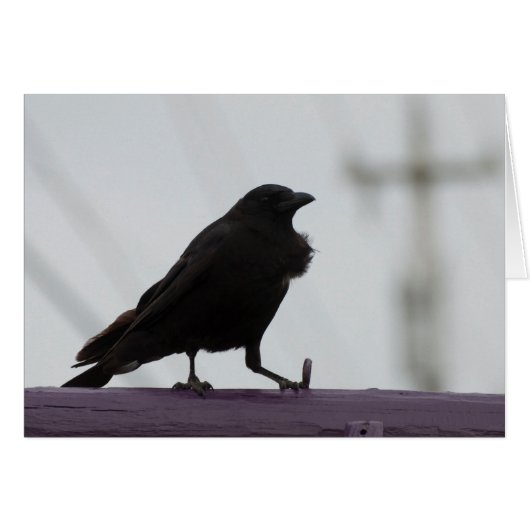 Fluffy Crow :) (Voorkant Horizontaal)