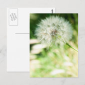 Fluffy dandelion briefkaart (Voorkant / Achterkant)