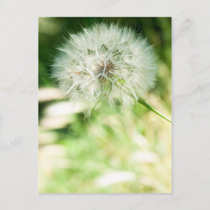 Fluffy dandelion briefkaart
