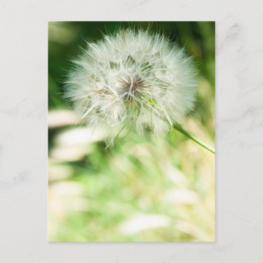 Fluffy dandelion briefkaart (Voorkant)