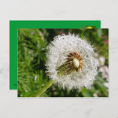 Fluffy dandelion MS JOH 2011 Briefkaart (Voorkant / Achterkant)
