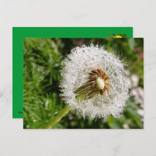 Fluffy dandelion MS JOH 2011 Briefkaart (Voorkant / Achterkant)