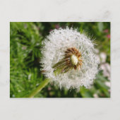 Fluffy dandelion MS JOH 2011 Briefkaart (Voorkant)
