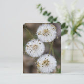 Fluffy Dandelions Briefkaart (Staand voorkant)
