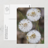 Fluffy Dandelions Briefkaart (Voorkant / Achterkant)