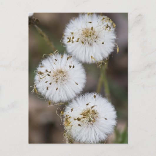 Fluffy Dandelions Briefkaart (Voorkant)