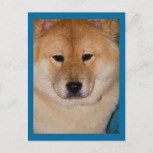 Fluffy Dog Briefkaarten