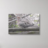 Fluffy Dove Natuur Canvas Afdruk (Voorkant)