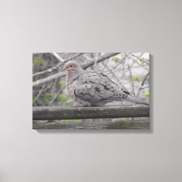 Fluffy Dove Natuur Canvas Afdruk