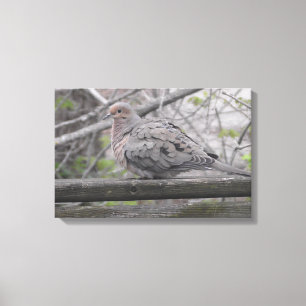 Fluffy Dove Natuur Canvas Afdruk