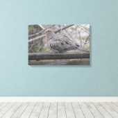 Fluffy Dove Natuur Canvas Afdruk (Insitu (Houten vloer))