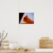 Fluffy Dove Poster (Keuken)