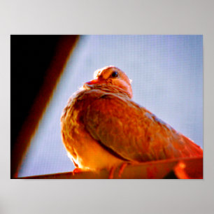 Fluffy Dove Poster