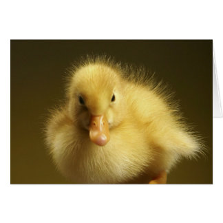 Fluffy Ducking