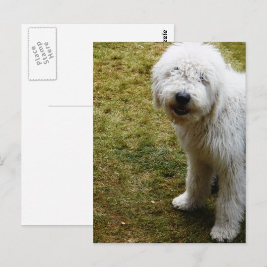 Fluffy Frizzy Bad Hair Day Dog Briefkaart (Voorkant / Achterkant)