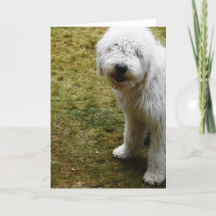 Fluffy Frizzy Bad Hair Day Dog Kaart