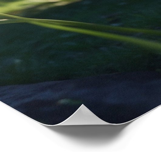 *~* Fluffy Furry Kitty Cat 5:4 katje Poster (Hoek)