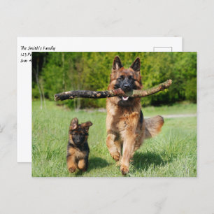 Fluffy German Shepherd Dog and Puppy Briefkaart