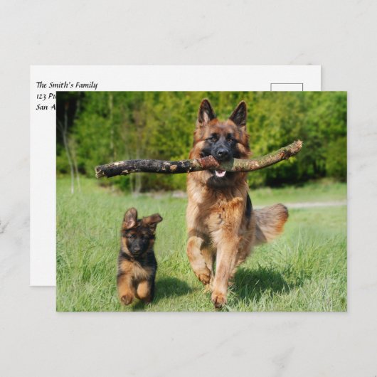 Fluffy German Shepherd Dog and Puppy Briefkaart (Voorkant / Achterkant)