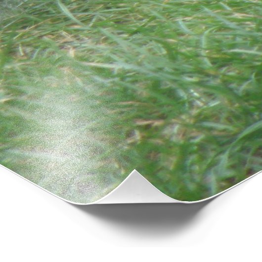 Fluffy Gray Squirrel Foto afdrukken (Hoek)