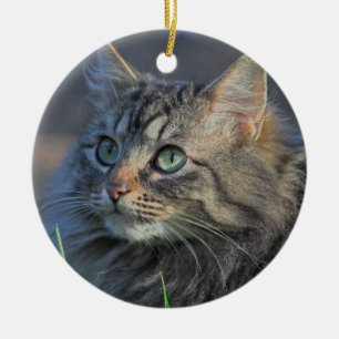 Fluffy Grey Tabby Cat die naar boven kijkt Keramisch Ornament