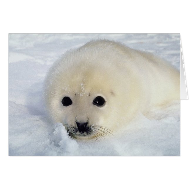 Fluffy Harp Seal Pup (Voorkant Horizontaal)