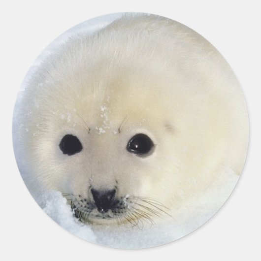 Fluffy Harp Seal Pup Ronde Sticker (Voorkant)