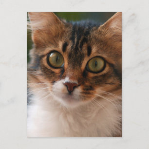 Fluffy Katje met Groene Ogen Foto Briefkaart
